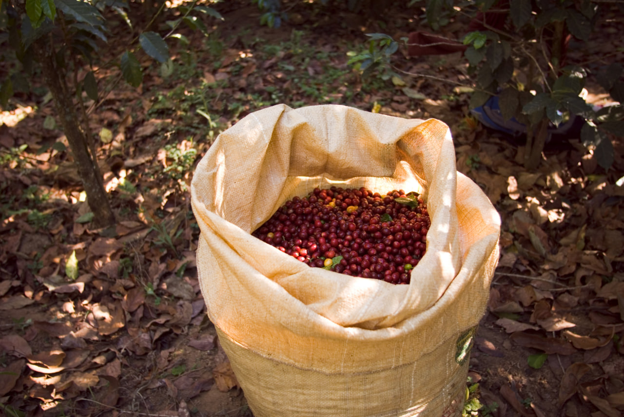 Coffee Bean Storage